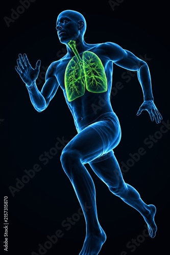 Bild auf Leinwand Human Male Athlete Running Silhouette with Glowing Green Lungs Anatomy on Dark B