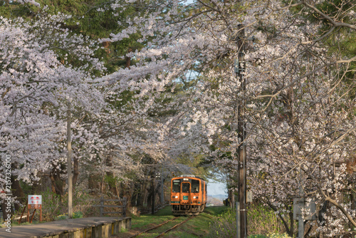 満開の芦野公園駅の桜と津軽鉄道