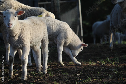 Foto Lambs