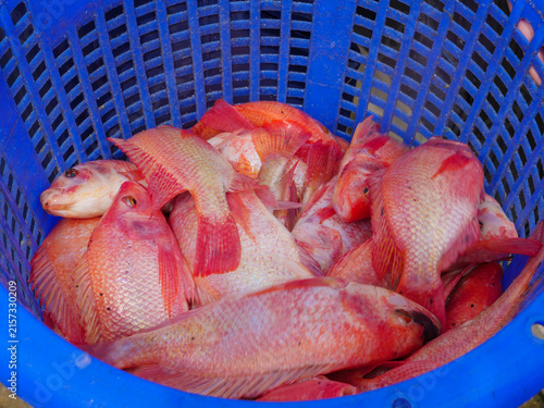Quadro su tela Close-up of young red tilapia fish fingerlings inside plastic basket at commercial fish hatchery