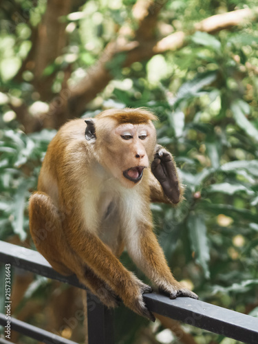 Photography Playful Monkey Sitting On Railing In Lush Tropical Forest Wildlife Habitat
