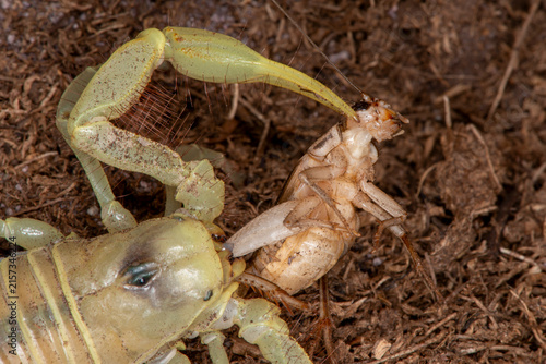 Top view of a Giant Desert Hairy Scorpion eating a cricket.