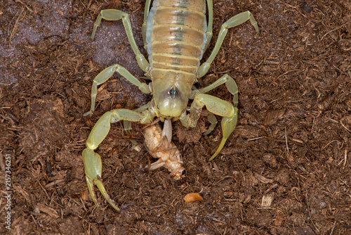 Top view of a Giant Desert Hairy Scorpion eating a cricket.