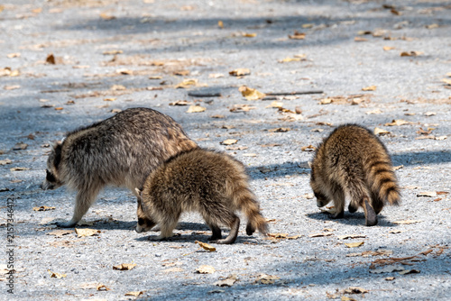 A pair of young Racoons foraging on the ground next to an adult Racoon.