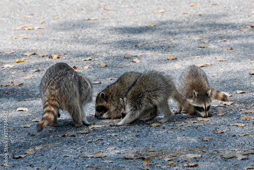 Young Racoons foraging on the ground next to an adult Racoon.