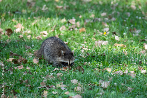 A Racoon foraging on the ground in the park.