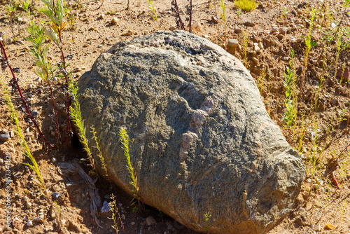 Obraz na plátně Large migmatite boulder featuring a striking pink quartz and feldspar vein cutti