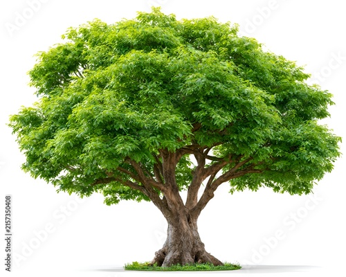 Majestic green tree with lush foliage and thick trunk isolated on white background