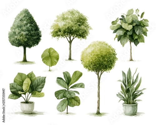 Watercolor illustration of various green trees and potted plants in a clean white background