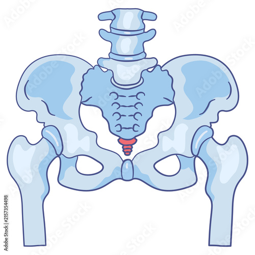 Quadro su tela 3D medical illustration of human pelvis highlighting coccyx pain and skeletal an