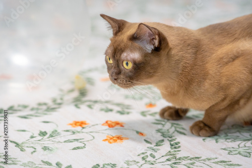 Konstfotografi Portrait of a champagne Burmese cat looking intently forward while sitting on a floral-pattern carpet inside the domestic living room