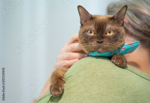 Foto Portrait of a champagne Burmese cat wearing a flamingo-pattern bow tie, sitting on a person's shoulder and looking directly at the camera