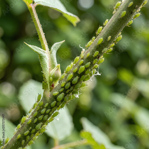 Colony of green aphids infesting a plant stem.