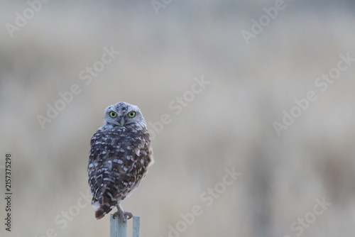 Принти на полотні Stoic Owl