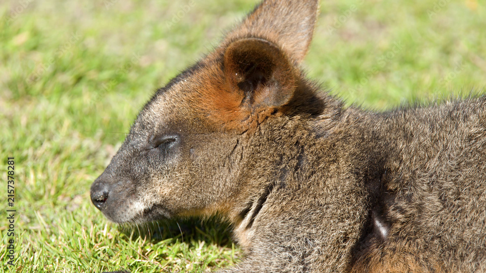 Obraz premium Close-up Profile of a Swamp Wallaby Resting on Green Grass