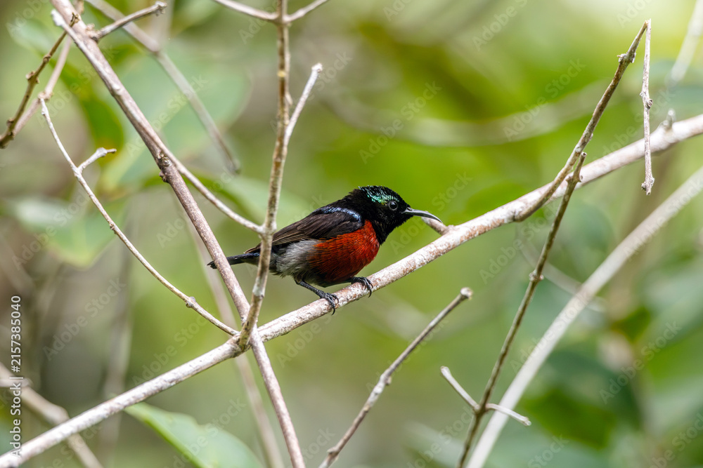 Naklejka premium Van Hasselt's sunbird (male) has a distinctive iridescent green crown