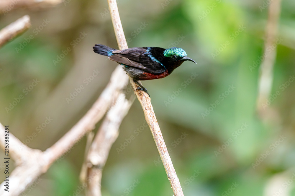 Naklejka premium Van Hasselt's sunbird (male) has a distinctive iridescent green crown