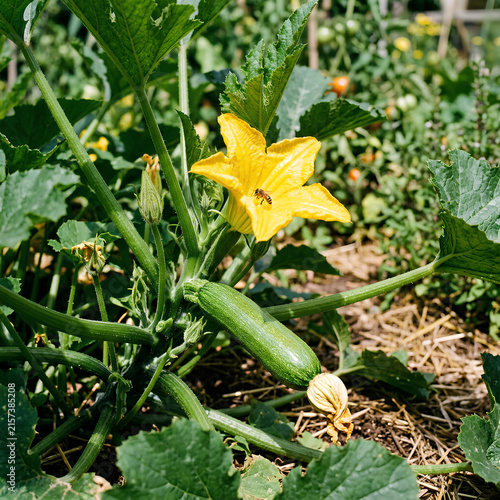 Green zucchini growing with yellow flower in a garden.