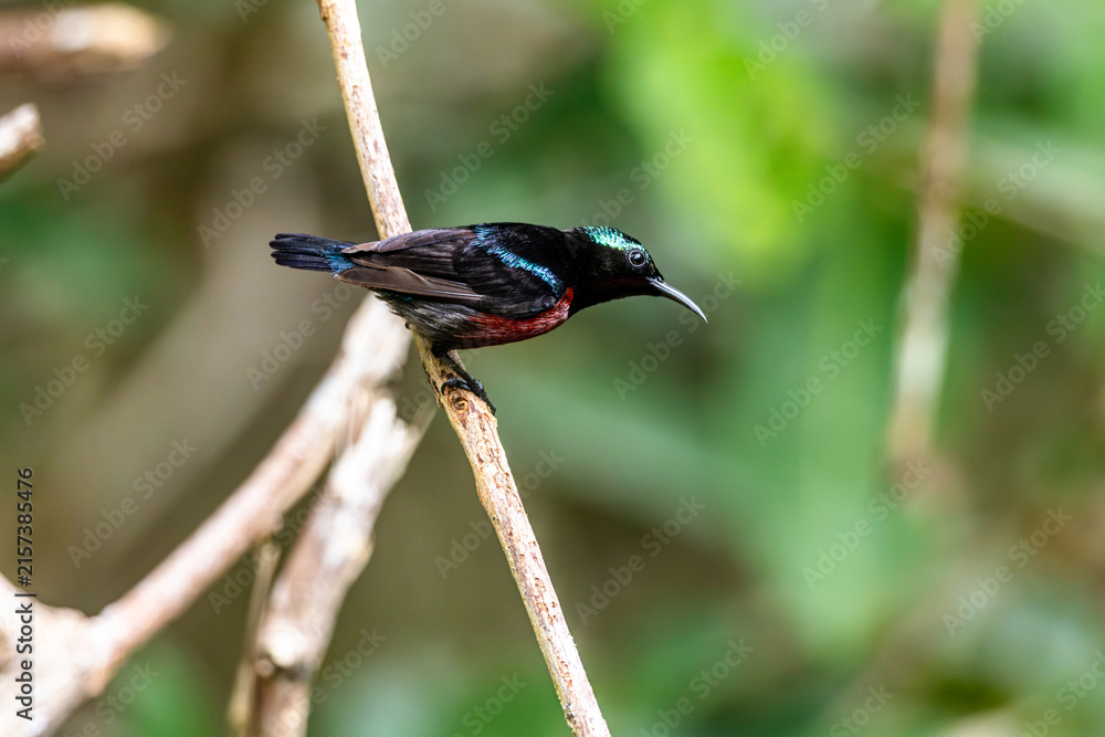 Naklejka premium Van Hasselt's sunbird (male) has a distinctive iridescent green crown