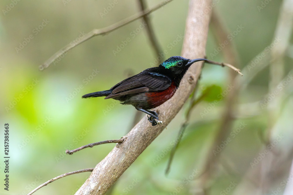 Naklejka premium Van Hasselt's sunbird (male) has a distinctive iridescent green crown