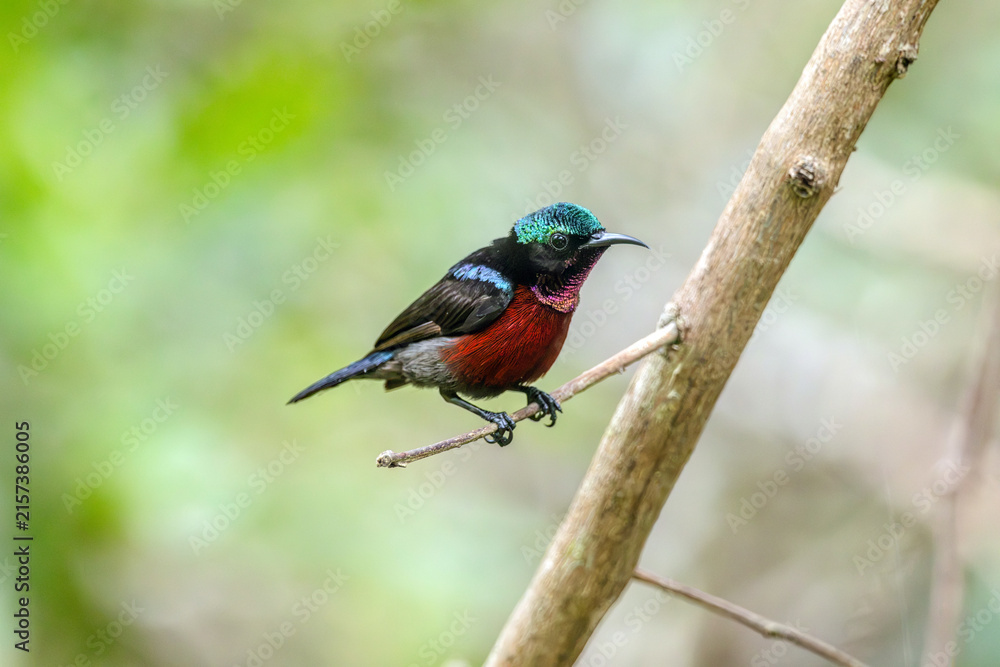 Naklejka premium Van Hasselt's sunbird (male) has a distinctive iridescent green crown