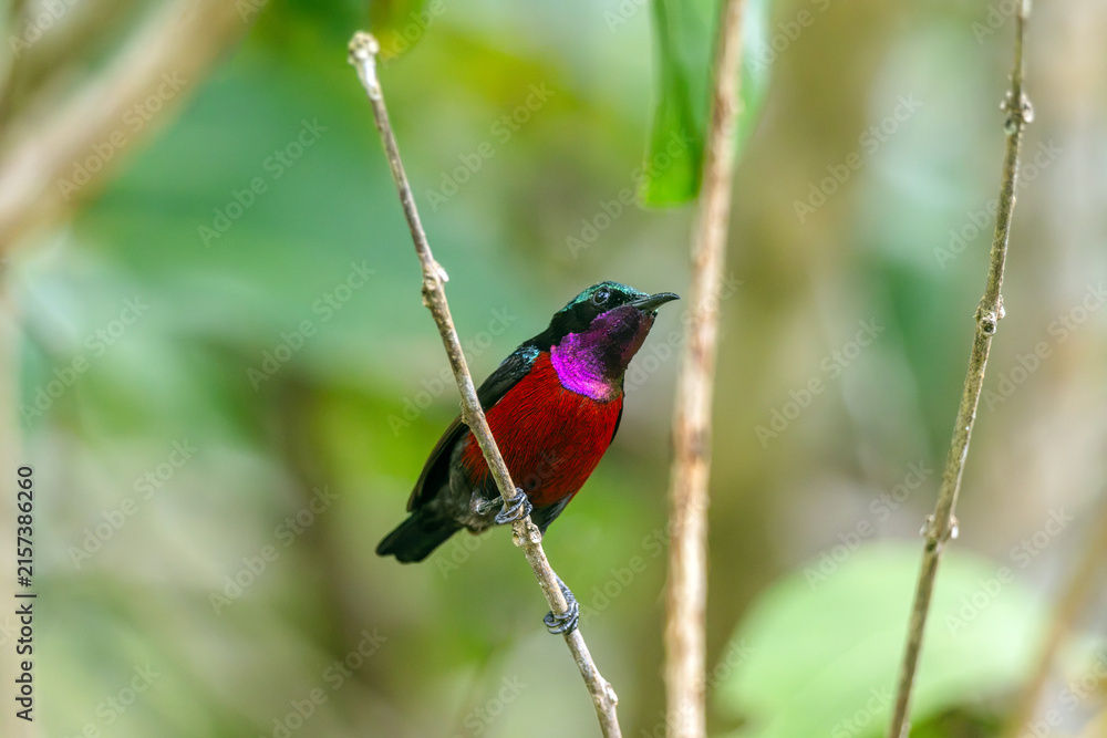 Naklejka premium Van Hasselt's sunbird (male) has a distinctive iridescent green crown