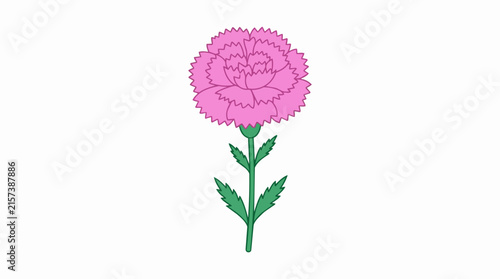 Pink Carnation Flower Illustration with Green Stem and Leaves Isolated on White Background for Floral Design