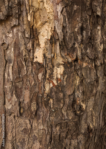 Detailed rough tree bark texture background with natural organic brown patterns
