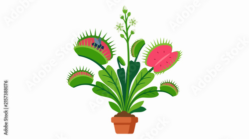 Venus Flytrap Carnivorous Houseplant in Clay Pot with Predatory Traps and Delicate White Flowers on Long Stalk