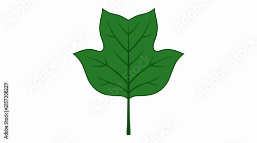 Detailed Green Tulip Poplar Tree Leaf with Visible Veins Isolated on White Background for Nature Designs