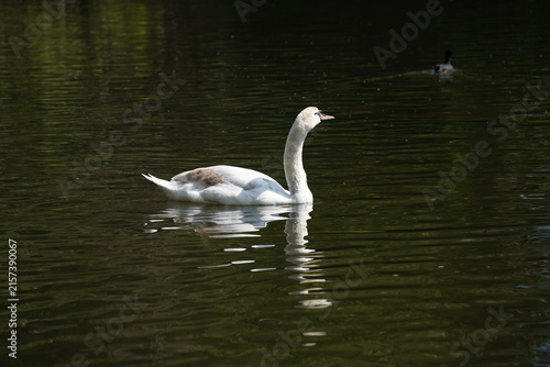 Foto White swan gracefully swimming across a calm lake with soft reflections on the water