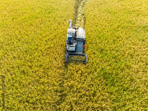 Foto A combine harvester operates in a mature golden rice field during harvest time, with a worker on the machine