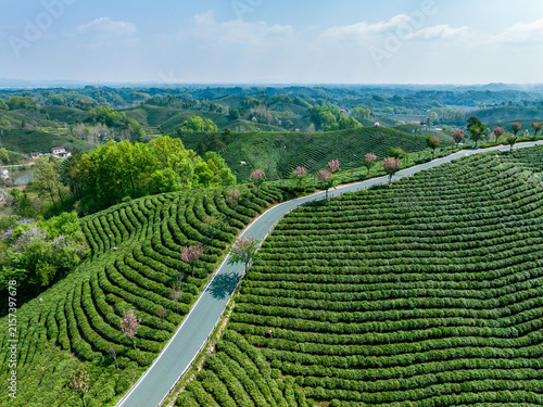 Foto Aerial view of a terraced tea plantation with a winding road, blooming trees, and rolling green hills under a clear sky