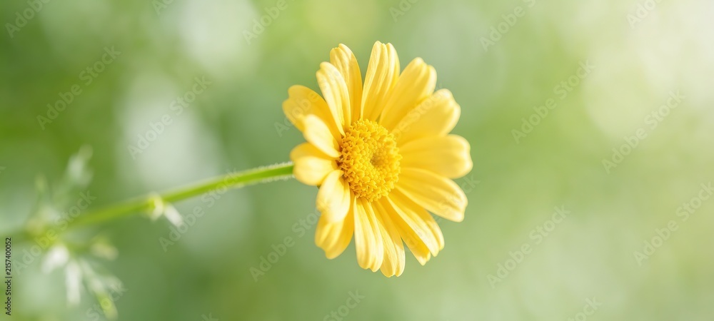 Obraz premium Single Yellow Daisy Green Stem Soft Light Green Blurred Macro Nature
