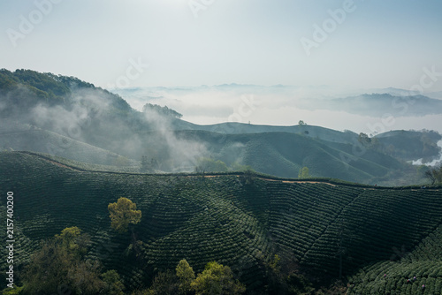 Foto A serene misty tea plantation on rolling mountain slopes at dawn, with layered hills and foggy valleys in the distance