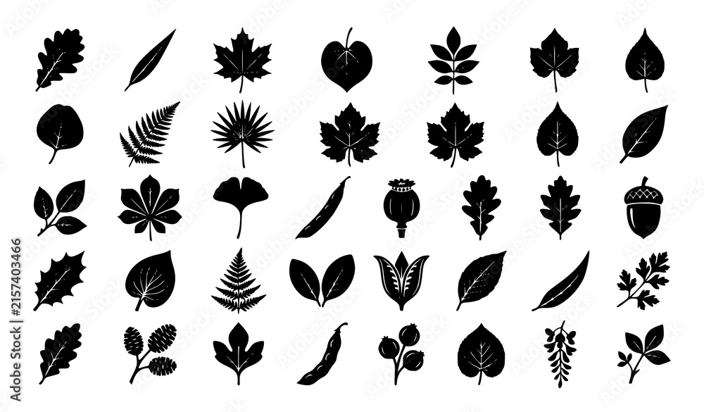 Obraz premium Botanical Leaves Seed Pods Plant Silhouettes Nature Decoration and Classification Vector Set