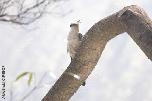 Obraz na płótnie A Changeable Hawk Eagle or Crested Hawk Eagle perched quietly on a large, textured tree branch in its natural forest habitat