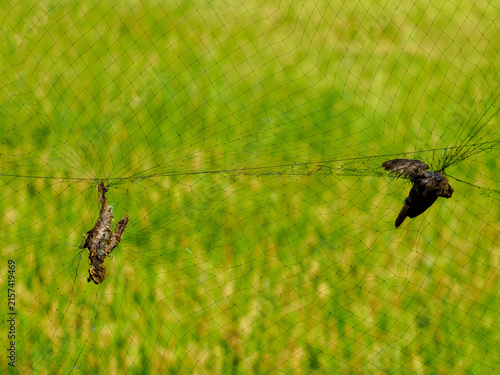 Foto Bird caught and trapped in fine mesh protection net in green rice field background
