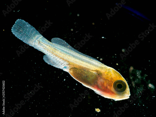 Obraz na płótnie Nile tilapia fry larva with yolk sac close-up macro photography for aquaculture biology study