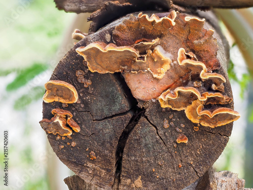 Fotografía Wild bracket fungus growing on dead timber log surface in forest environment showing natural decomposition process