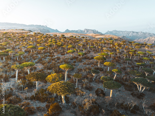 Aerial view of Dragon Blood Trees in Firmihin Forest, with umbrella-shaped canopies across the rocky landscape under a clear sky in Asma, Socotra, Yemen.