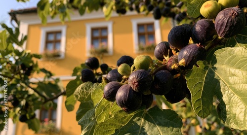 Ripe, dark purple figs cluster on a branch, with a soft-focus yellow building behind