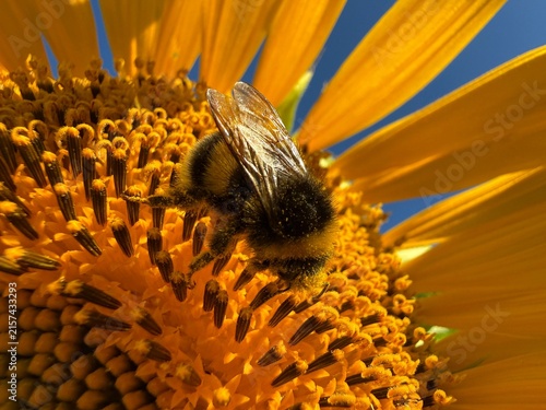 Foto Bumblebee collecting nectar and pollen on a sunflower flower