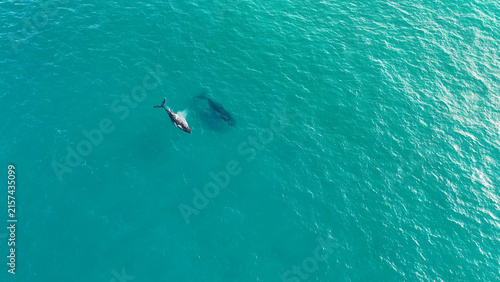 Foto Aerial View of Humpback Whales Swimming in Turquoise Ocean Water