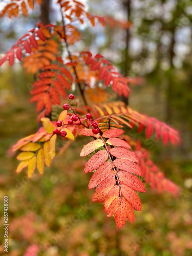 Close-up of red rowan berries and vibrant orange-red leaves displaying colorful autumn foliage in a Nordic forest.