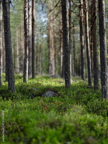 Peaceful pine forest with green ground vegetation and sunlight filtering between the tree trunks in a Nordic woodland.