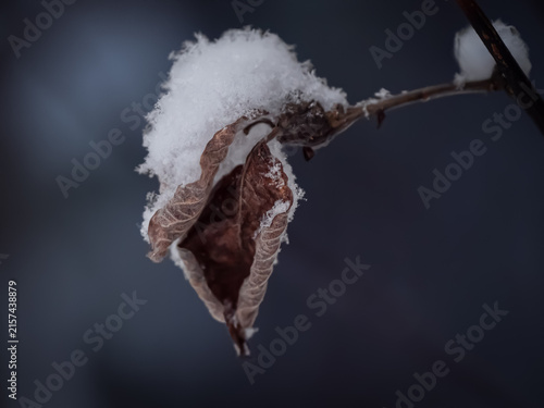 Close-up of a dried brown leaf and branch covered with soft fresh snow against a dark blurred background in winter.
