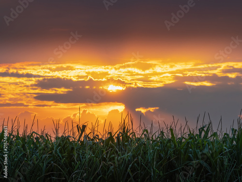 sunset over a green cornfield with vibrant clouds.