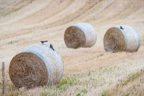 Hayballs on the field with kestrel sitting on them
