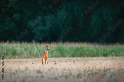 A yound deer grazing on the grass field